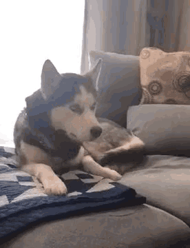 a husky dog is laying on a couch in a living room looking at the camera .