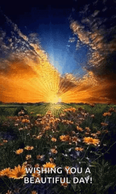 a field of flowers with the sun shining through the clouds