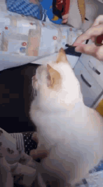 a white cat is sitting on a bed with a person holding a pen