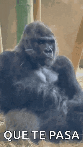 a gorilla is sitting on a pile of hay with the words que te pasa above it