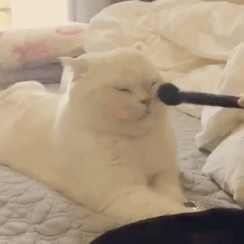 Cat Make Up GIF - Cat Make Up Glam GIFs