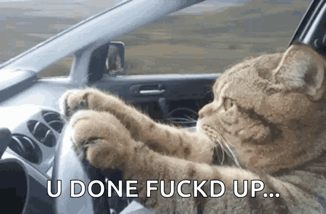 a cat is sitting in the driver 's seat of a car with the words u done fuckd up above it