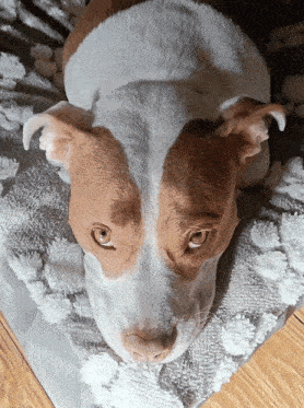 a brown and white dog is laying down on a blanket