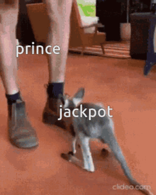 a person is standing next to a small cat that says prince jackpot