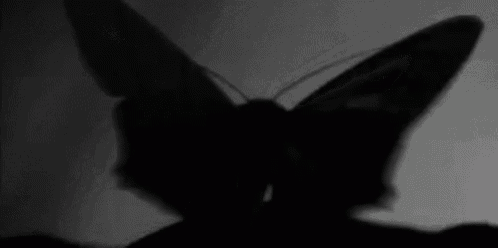 a black and white photo of a moth with its wings outstretched .