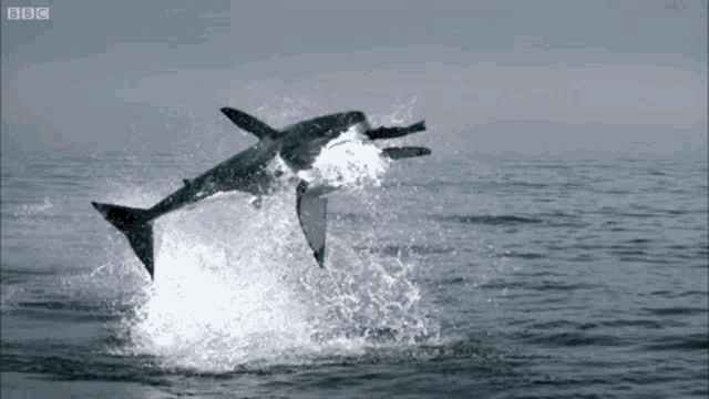 a shark is jumping out of the water with a bbc logo in the corner