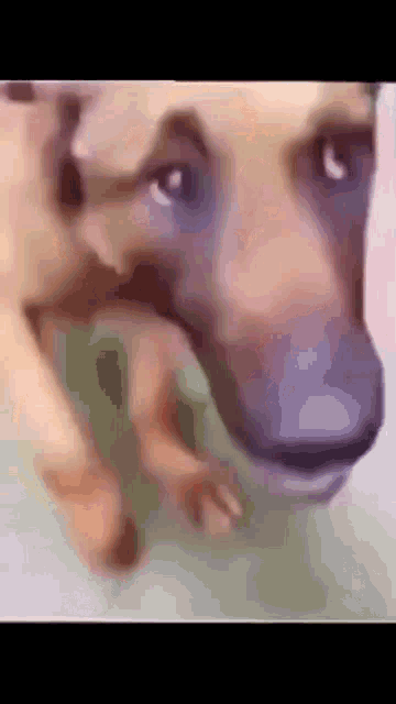 Stinky Dog GIF - Stinky Dog GIFs