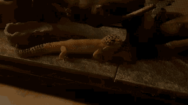 Lizard Gecko GIF - Lizard Gecko Cute GIFs