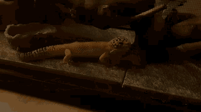 a lizard is laying in a cage with a screen