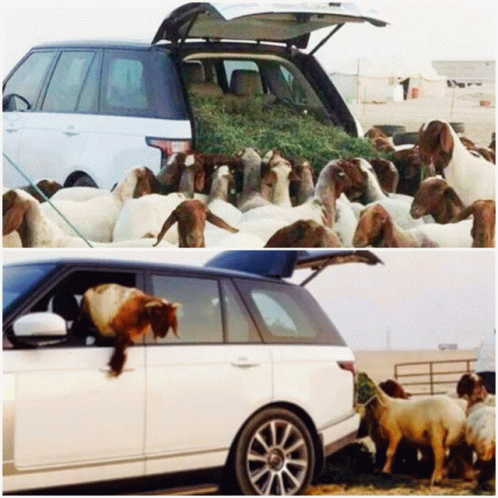 Sheep Lamb GIF - Sheep Lamb Range Rover GIFs