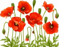 a bunch of red poppies are growing in a field on a white background .