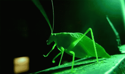 Insect GIF - Insect GIFs