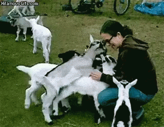 Baby Goat GIF - Baby Goat Baby Goat GIFs