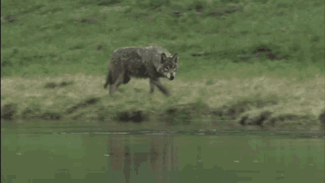 Wolf Wolf Therian GIF - Wolf Wolf Therian Teen Wolf GIFs