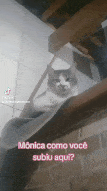a cat is sitting on a wooden shelf with the caption monica como você subiu aqui