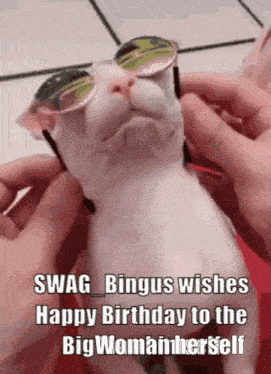 a white cat wearing sunglasses and a collar is being held by a person .
