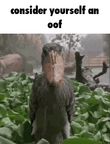 a bird with a large beak is standing in the grass .