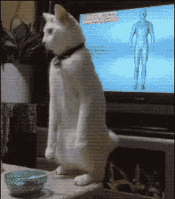 Cat Back Away GIF - Cat Back Away I Dont Think So GIFs