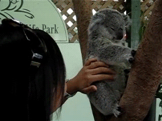 Tickles GIF - Koala Animals Cute GIFs