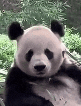 a panda bear is sitting on a rock eating bamboo leaves .