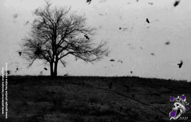 a black and white photo of a tree and birds taken in argentina