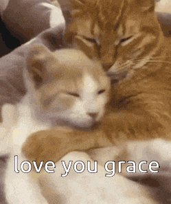 a couple of cats hugging each other with the words love you grace written below them