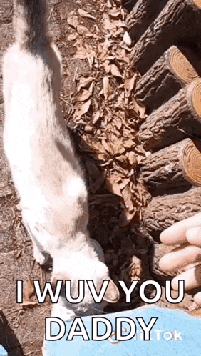a person is petting a cat while it looks at the camera and says `` i wuv you daddy '' .