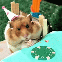 It'S A Party GIF - Hamster Eating Cute GIFs