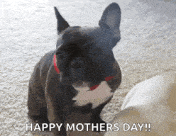 a french bulldog with a red collar is sitting on a carpet and looking at the camera .