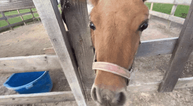 a brown horse behind a wooden fence with a blue bucket in the background