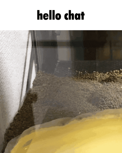 a picture of a fish tank with the words hello chat on the top
