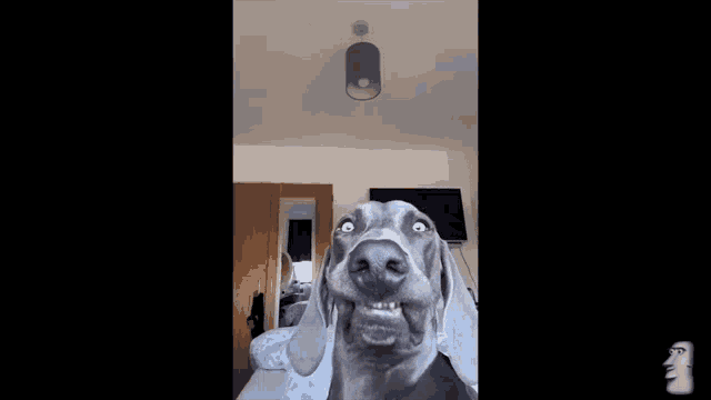 a dog is making a funny face in a room