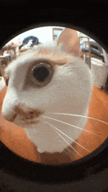 a white cat looking through a magnifying glass at the camera