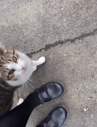 Catkiss Cat Kiss GIF - Catkiss Cat Kiss GIFs