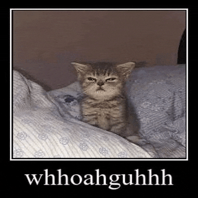 a kitten is sitting on top of a bed with a picture of it in a frame .