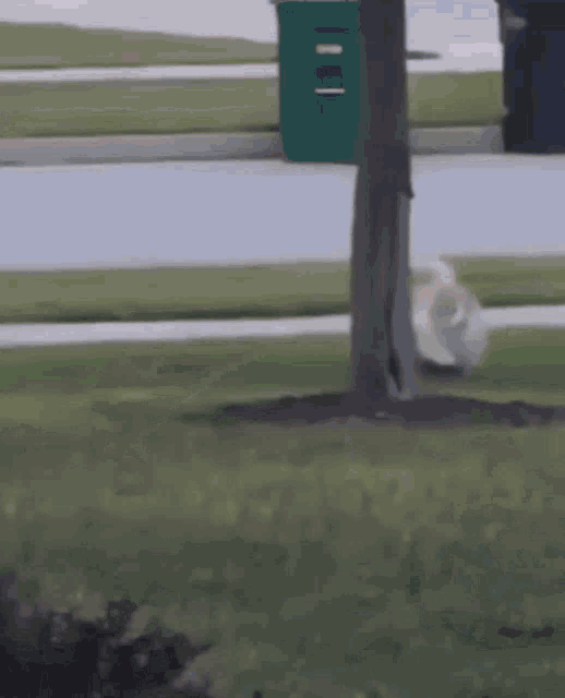 a green trash can is visible in the background of a blurry picture