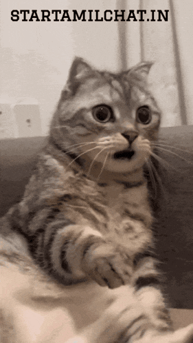 a cat with a surprised look on its face is sitting on a couch under a sign that says starttamilchat.in