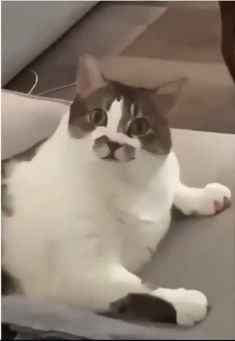 Cat Lick GIF - Cat Lick Weird GIFs