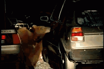 a bear is standing next to a car with the word toyota on it
