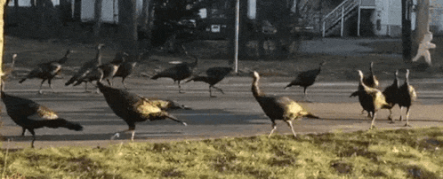 a flock of turkeys are walking down the street