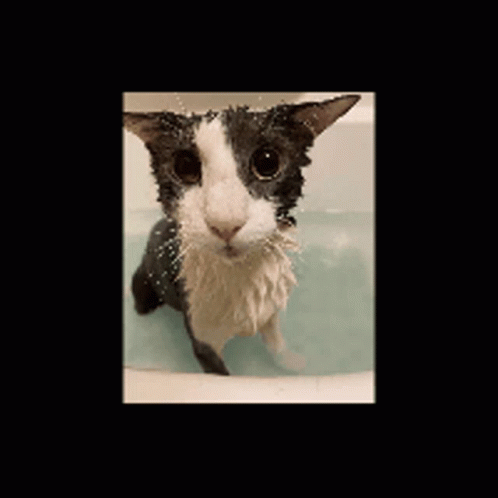 Soggy Cat Spin GIF - Soggy Cat Spin Goofy GIFs