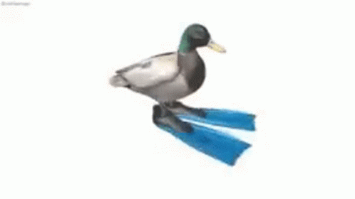 Spinning Duck Duck GIF - Spinning Duck Duck Spinning GIFs