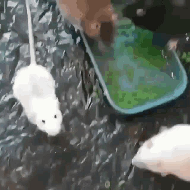 two white mice are playing with a green tray on the ground