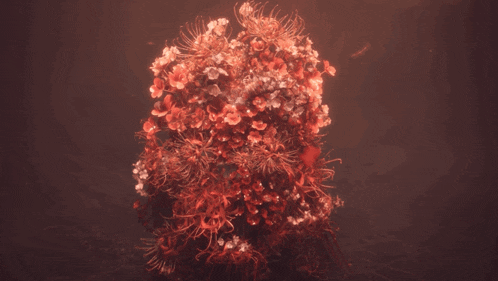 a bunch of red flowers with a dark background