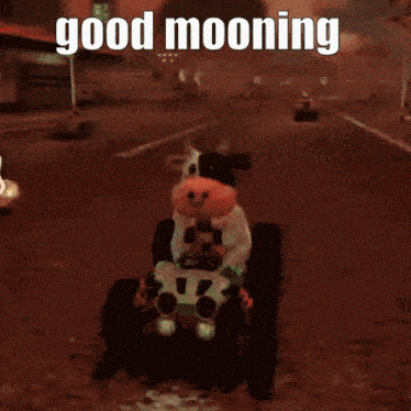 a stuffed cow is driving a vehicle with the words good mooning written above it