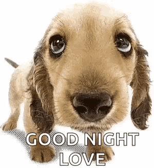 a cocker spaniel puppy is looking at the camera with the words `` good night love '' written on it .