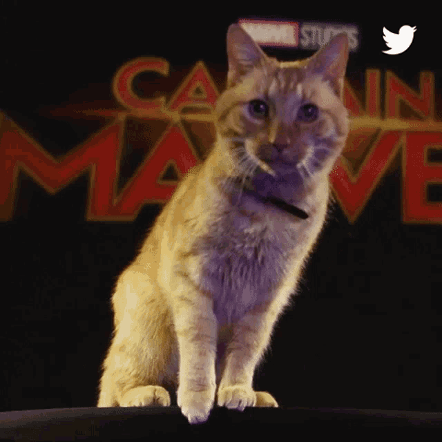 cat-captain-marvel.gif