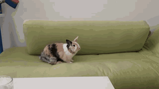 Bunny Bunny Hop GIF - Bunny Bunny Hop Bunny Hopping GIFs