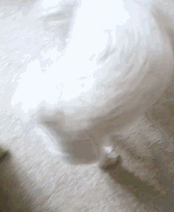 Happy Somersault GIF - Happy Somersault Dog GIFs