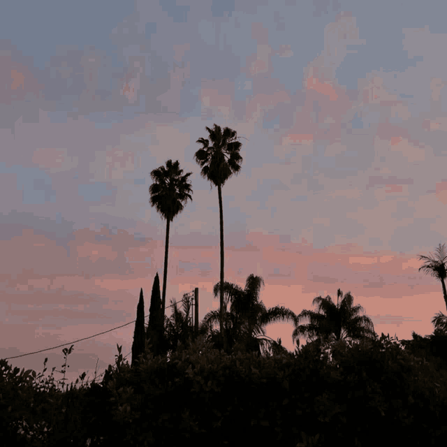 palm trees are silhouetted against a pink sky at sunset